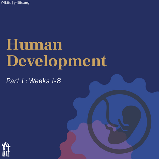 Human Development, Part 1 Y4Life Infographic