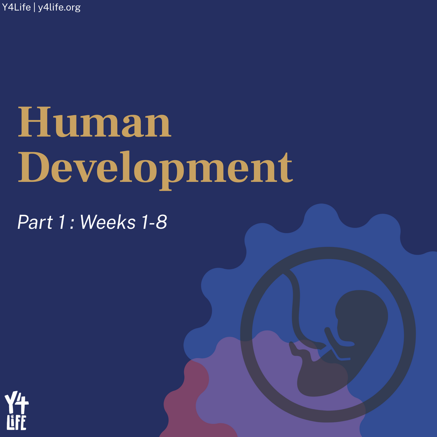Human Development, Part 1 Y4Life Infographic