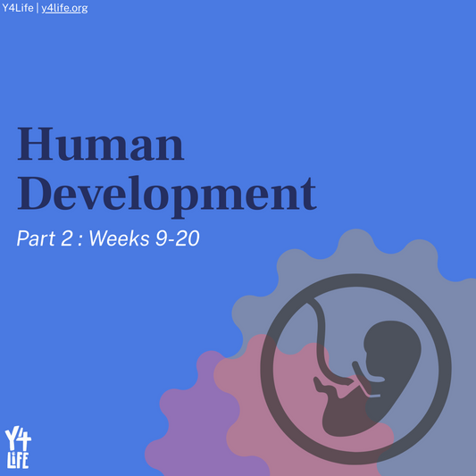 Human Development, Part 2 Y4Life Infographic