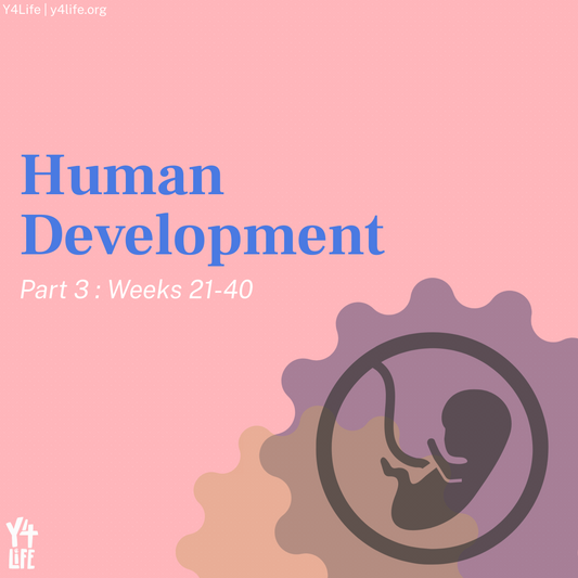 Human Development, Part 3 Y4Life Infographic