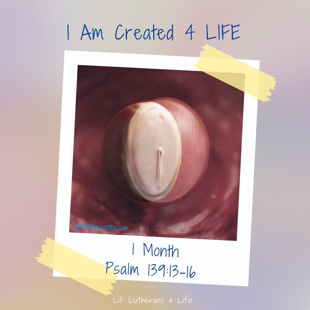 Lil' Lutherans "I Am Created 4 Life" - Month 1 Fold Out Activity Page