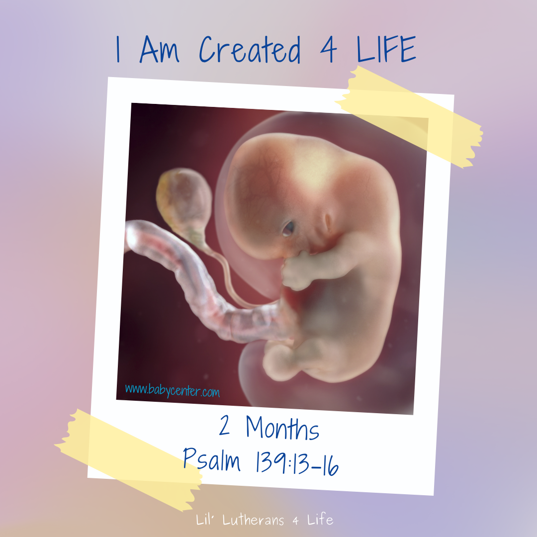 Lil' Lutherans "I Am Created 4 Life" - Month 2 Fold Out Activity Page