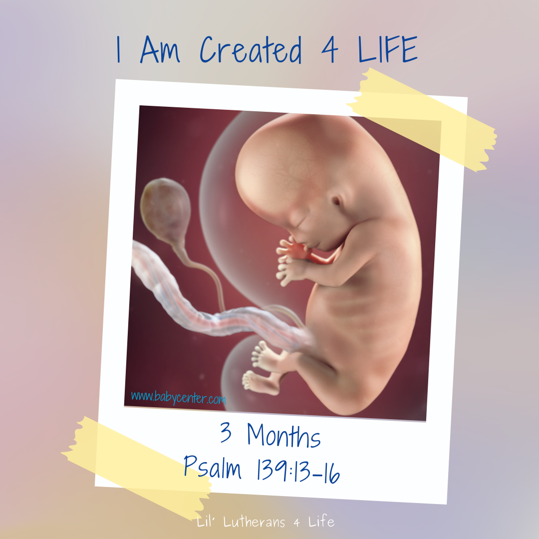 Lil' Lutherans 4 Life - "I Am Created 4 Life" Set