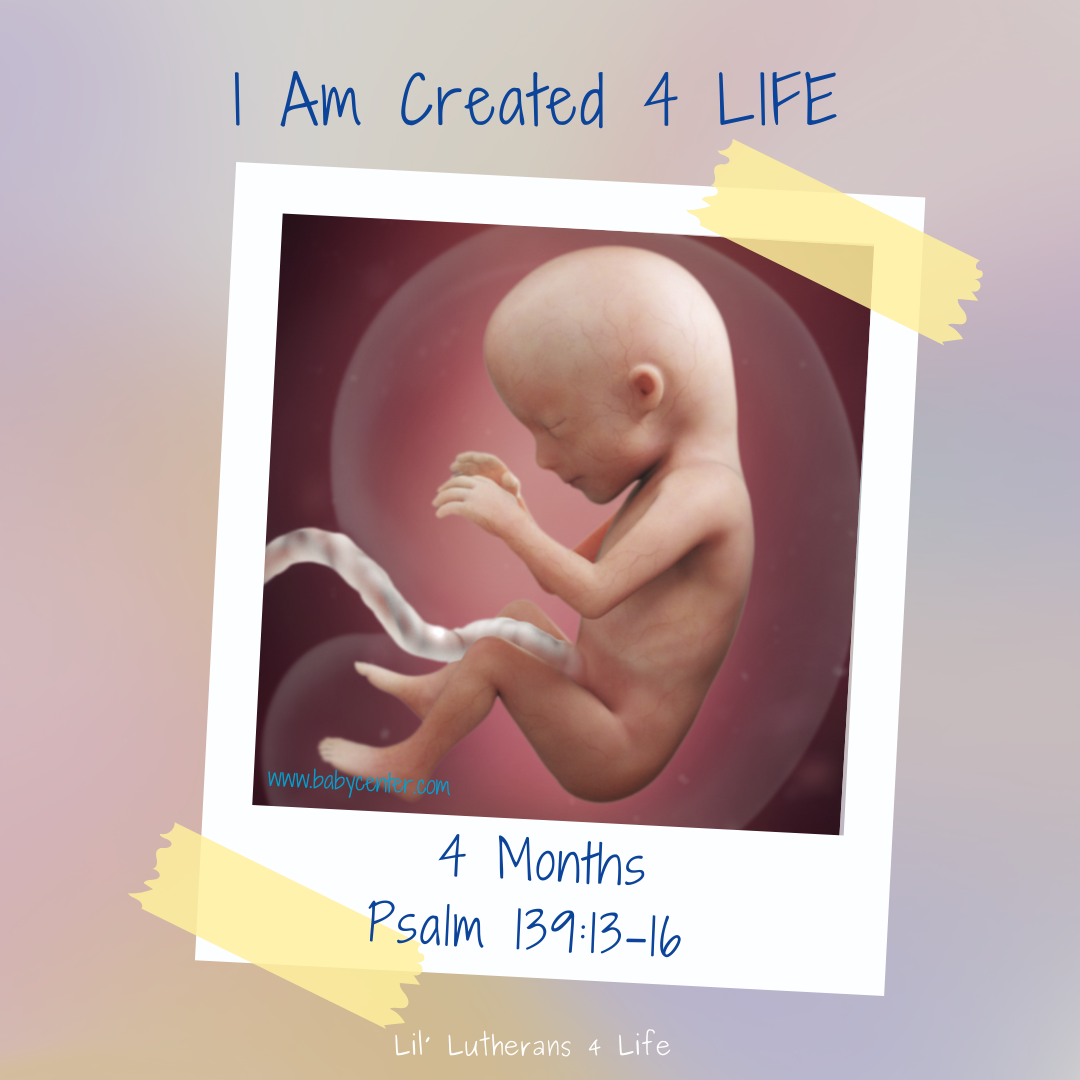 Lil' Lutherans 4 Life - "I Am Created 4 Life" Set