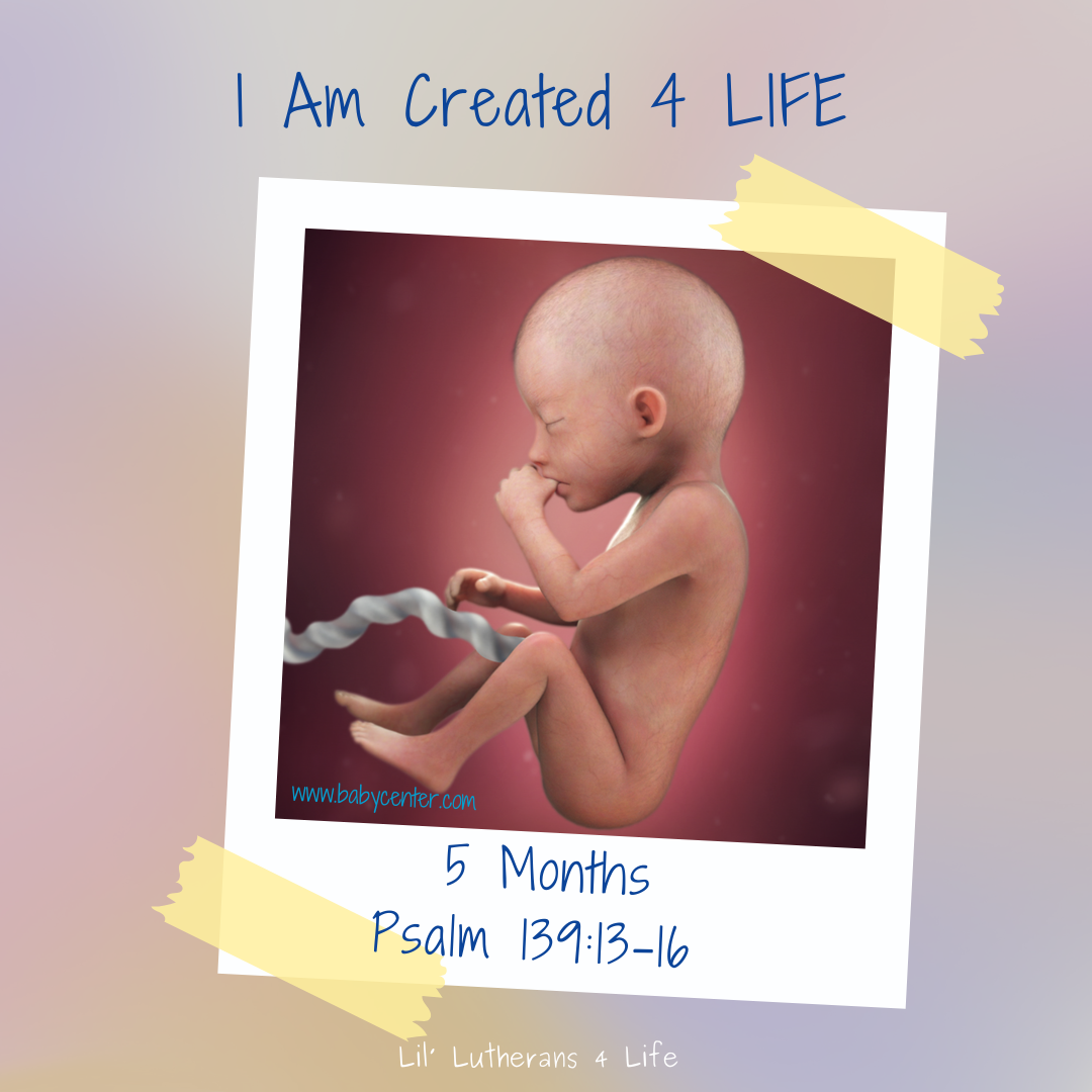 Lil' Lutherans "I Am Created 4 Life" - Month 5 Fold Out Activity Page