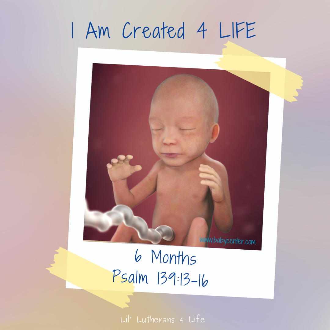 Lil' Lutherans "I Am Created 4 Life" - Month 6 Fold Out Activity Page