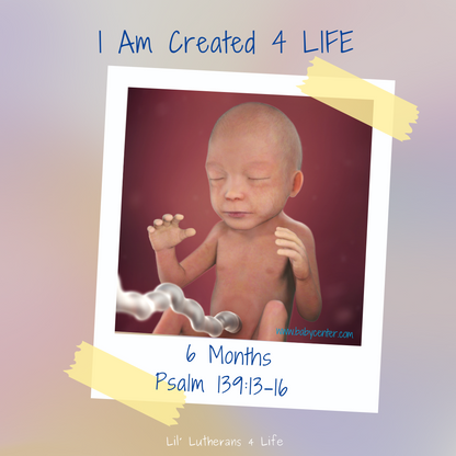 Lil' Lutherans 4 Life - "I Am Created 4 Life" Set