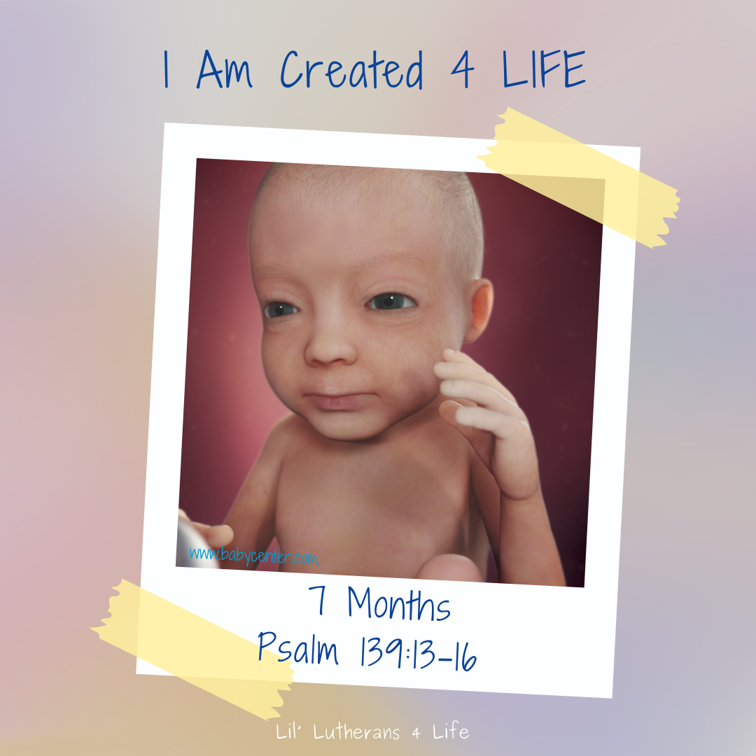 Lil' Lutherans "I Am Created 4 Life" - Month 7 Fold Out Activity Page