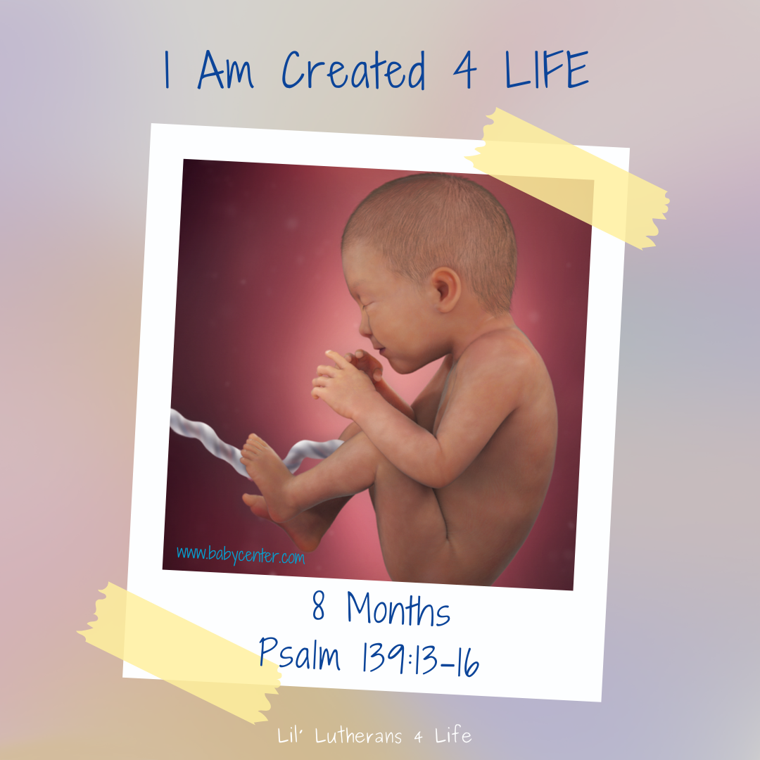 Lil' Lutherans "I Am Created 4 Life" - Month 8 Fold Out Activity Page