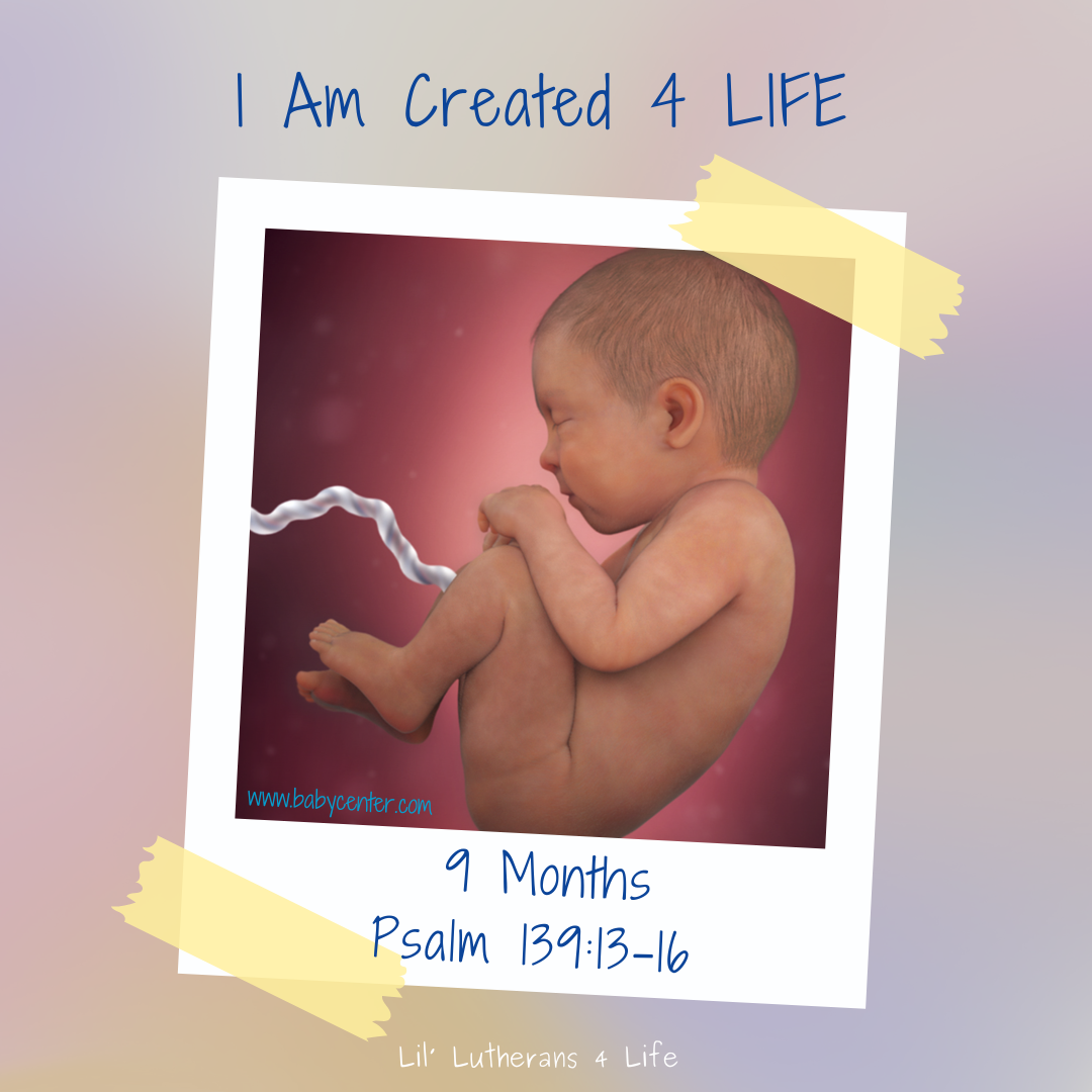 Lil' Lutherans "I Am Created 4 Life" - Month 9 Fold Out Activity Page